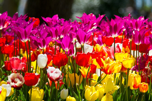 606239 (a): :4000x2650